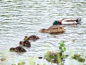 AM と 同伴するオス