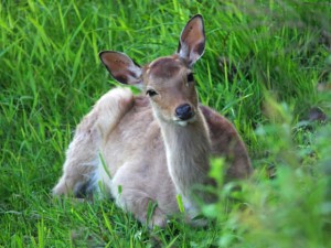 馬橋上流 5月11日