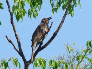 ヒヨドリ 5月13日 高野川