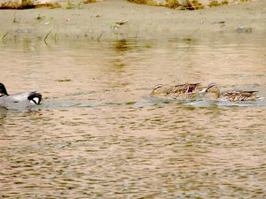 ヨシガモ 10  後から近づくDM母(右)とマガモ♀