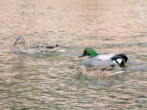 ヨシガモ 6  とマガモ♀(左奥はDM母)