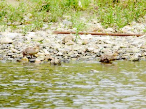 EM 5月23日 二条大橋