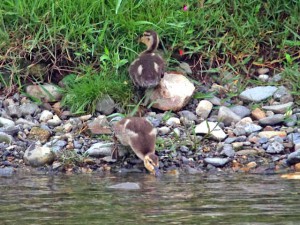 EM 5月22日 二条大橋