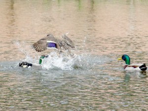 ヨシガモ 5  DM母を攻撃する