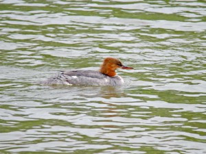 カワアイサ 5月19日 荒神橋下流