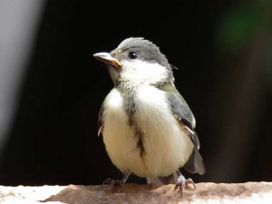 シジュウカラ幼鳥