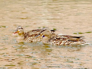 8  マガモ♀とDM母