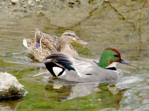 ヨシガモ 11  マガモ♀と