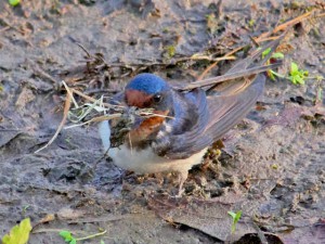 ツバメ 4月25日 高野川