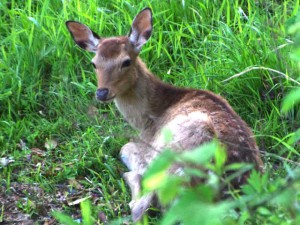 5月14日 馬橋上流