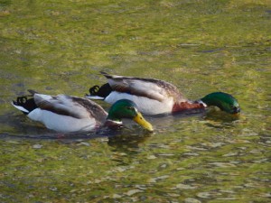 マガモ 5月11日 高野川