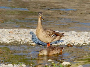 CM 5月30日 丸太町橋上流