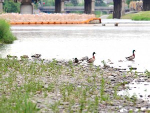 AMと同伴するオス(左奥)  3羽のオス（手前）5月22日 御池大橋上流
