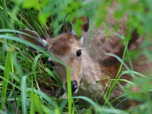 5月13日 馬橋
