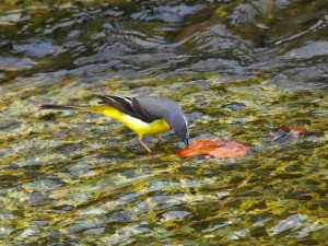 キセキレイ 5月12日 高野川