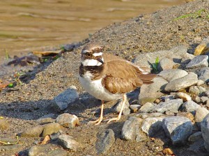 コチドリ 5月14日 高野川