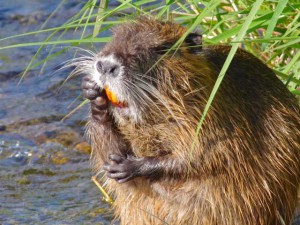 オオカワネズミ 2