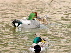 ヨシガモ 3  マガモ♀にぴったりつき