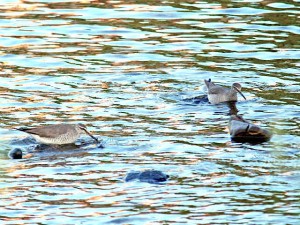 キアシシギ 5月21日 賀茂大橋