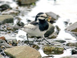 プレゼントをくわえたハクセキレイ 5月22日 鴨川