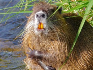 オオカワネズミ 3