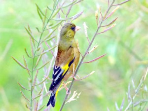 カワラヒワ 5月18日 鴨川