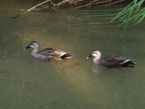 5月13日 高野川 カップル1