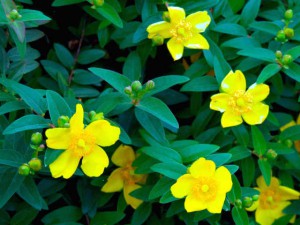 キンシバイ 5月22日 鴨川