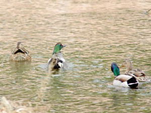 ヨシガモ 2  後の様子をうかがう