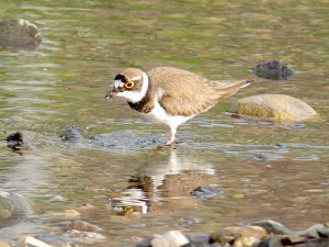 コチドリ 5月17日 高野川