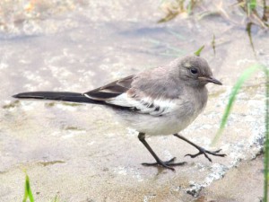 セグロセキレイ幼鳥 5月19日 鴨川