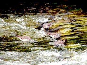 キアシシギ 5月22日 鴨川
