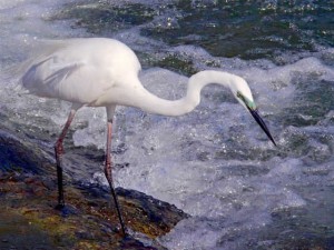 ダイサギ 5月21日 鴨川