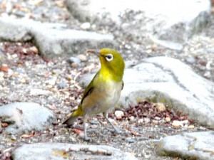 メジロ 6月15日 高野川