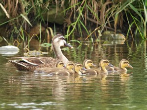 LK 6月15日 出町橋