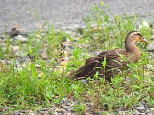 8. 突然たちあがって…