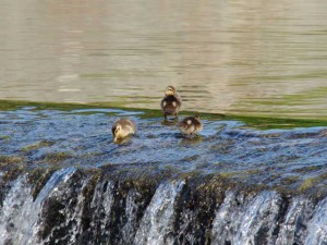 11. 飛びたって、子どもたちだけ…
