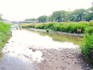 人道橋下流 6月17日