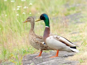 カップル 5月31日 賀茂大橋 どこか探している様子