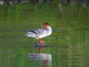 カワアイサ 6月4日 賀茂大橋下流