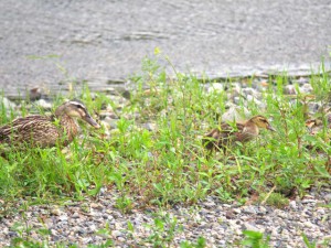 11. NMっ子はくじけずに…