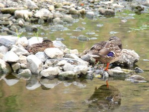 CM 6月2日 丸太町橋上流