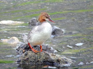 カワアイサ 6月19日 荒神橋上流