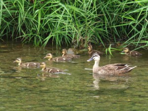 LK 6月19日 出町橋