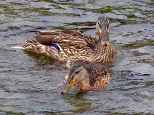 CM 6月5日 丸太町橋上流