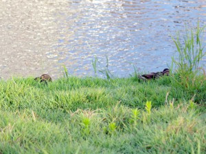 DM 6月4日 御池大橋