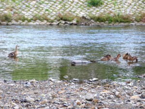 GM 6月17日 御池大橋
