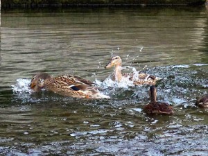 沈められるところ間一髪、IM母が…