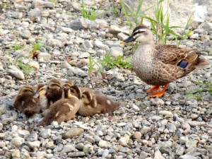 JK 6月2日 出町橋