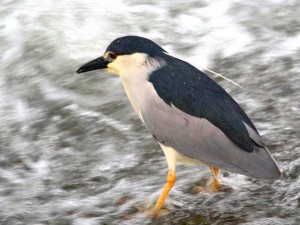 ゴイサギ 6月3日 荒神橋下流